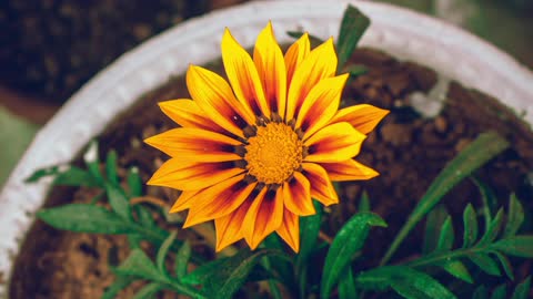 Footage Of A Sun Flower Blooms In Time Lapse