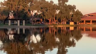 Birds and Lake in Scottsdale Arizona - Morning Ritual Sounds and Sights