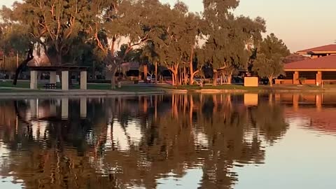 Birds and Lake in Scottsdale Arizona - Morning Ritual Sounds and Sights