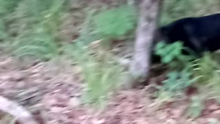 The dogs enjoying the morning run