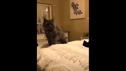 Funny Cat & Cute Videos Compilation #2 | Daily Funny Plox