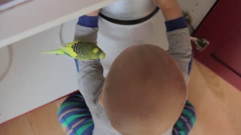 a baby boy playing with his pet parakeet in kitchen