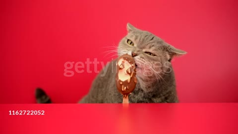 Cat Having Icecream