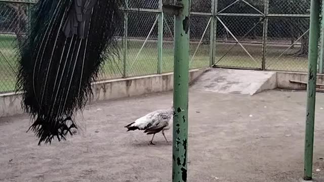 Big Peacock Video By Kingdom of Awais