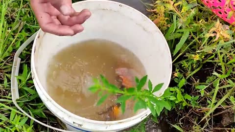 Menemukan Ikan Lele Di Sawah, Ikan Koi, Ikan Nila, Ikan Hiu, Gurita, Kepiting, Ikan Arwana
