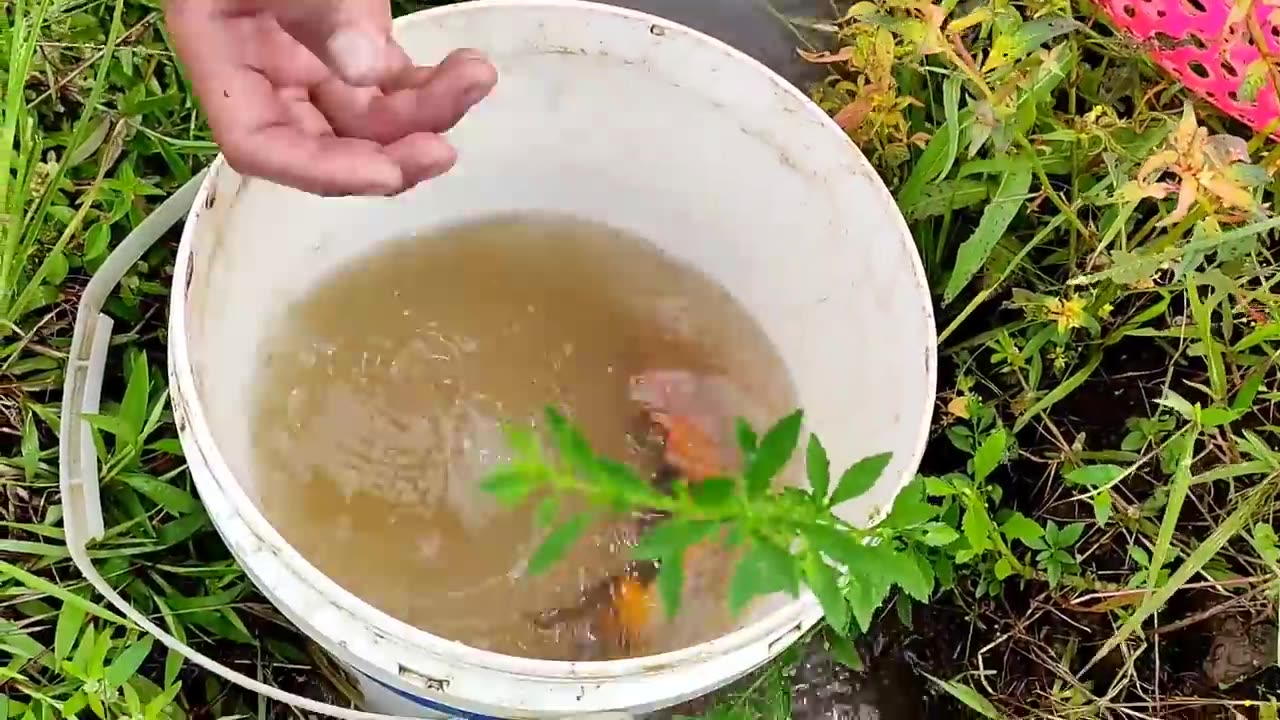 Menemukan Ikan Lele Di Sawah, Ikan Koi, Ikan Nila, Ikan Hiu, Gurita, Kepiting, Ikan Arwana