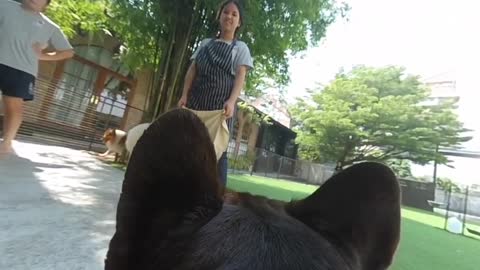 360º Camera on a Dog