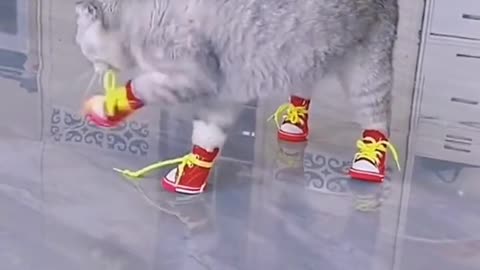 The cat puts on shoes and walks