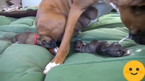 Dog Has Amazing Birth While Standing ।।