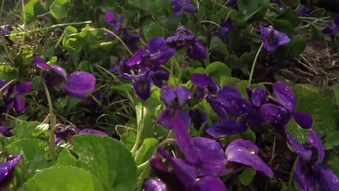 FLOWERS CAN DANCE!!! Amazing nature/ Beautiful blooming flower time lapse video