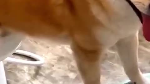 |DOG FARTS IN MICROPHONE|