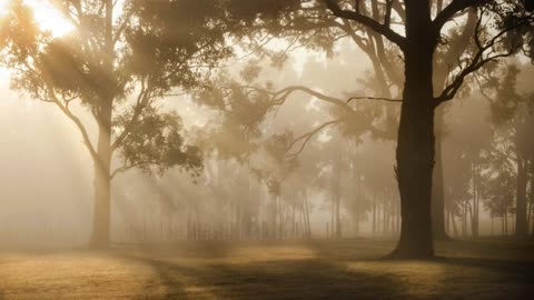 sunrise in a forest