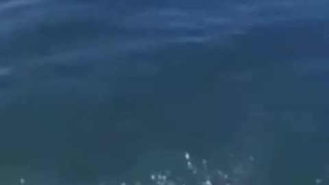 Funny video of animals
