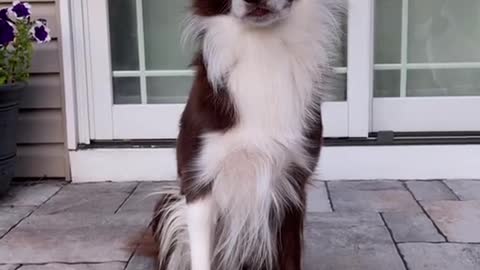 Amazing black dog funny video || dog tranning