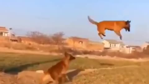 dog funny video try not to laugh