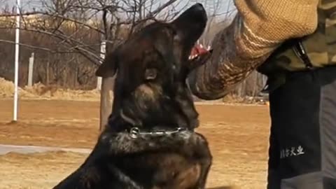 Dog video