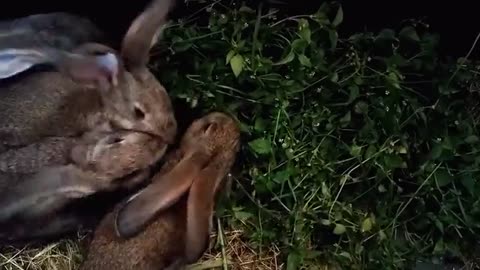rabbits food