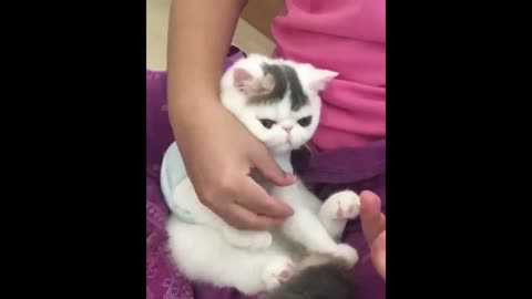 Funniest Cats And Dogs Videos 😁 - Best Funny Animal Videos 2023 🥰 Part :- 16