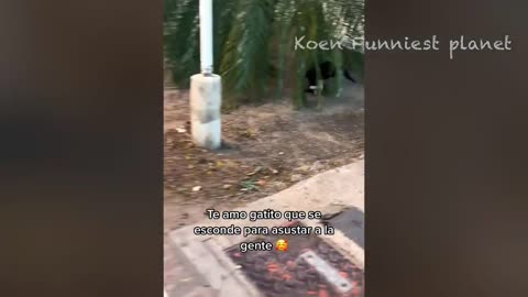 Funny Dogs And Cats Videos 2024 😅 - Best Funniest Animal Videos