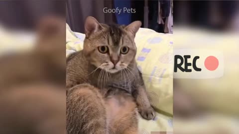 Funny Animals Video 2022 😂 - Funniest Cats And Dogs Videos 🐈🐶