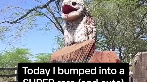 Super Rare Ghost Bird