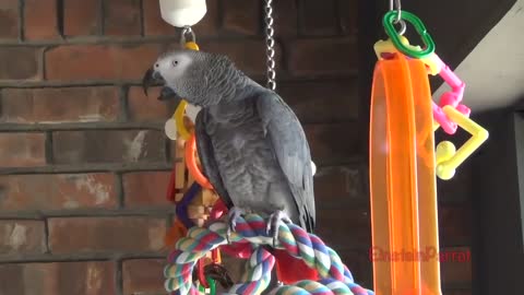 Einstein Parrot can talk better than most humansp2
