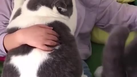 Lovely Cat, black cat, cats, funny cats, funny cat videos