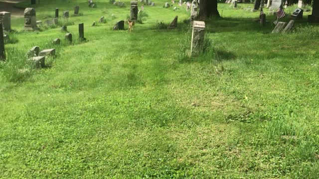 Slumbering Fawn Peacefully Nestles Against Gravestone