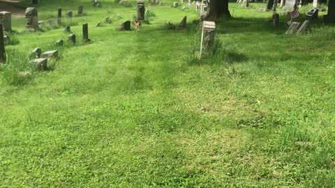 Slumbering Fawn Peacefully Nestles Against Gravestone