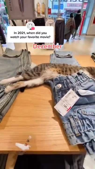 Cats and dogs _ cats meowing _ cats funny videos #shorts