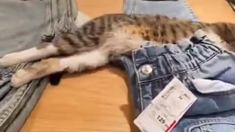 Cats and dogs _ cats meowing _ cats funny videos #shorts