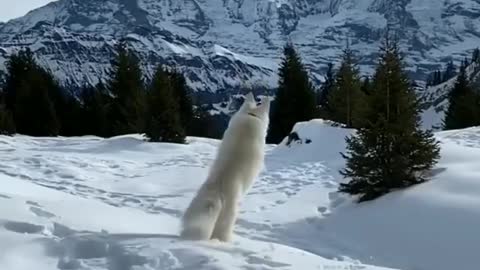 Dog Enjoying the snow