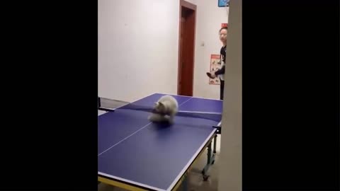 Cat plays table tennis