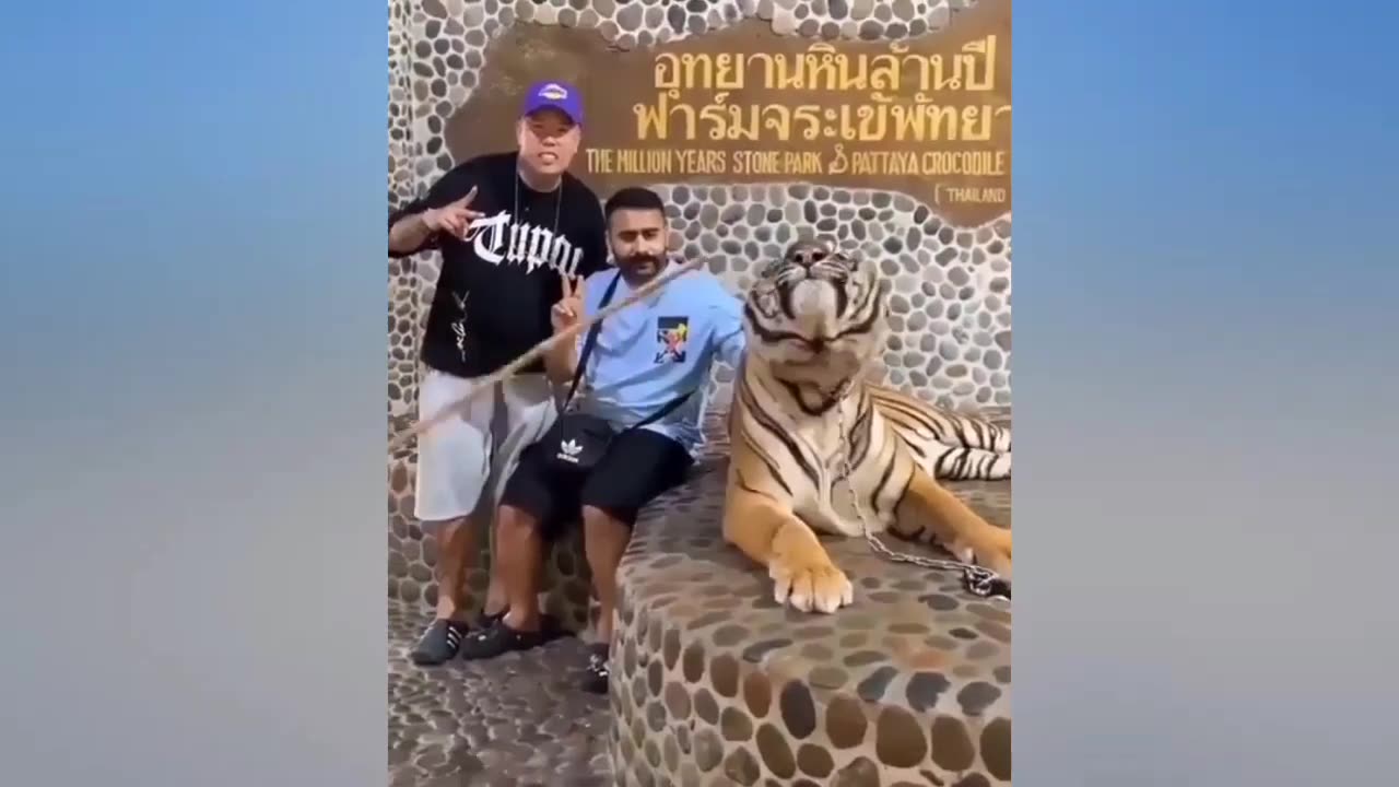 Funniest Cats And Dogs Videos 2