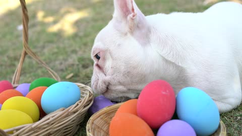french bulldog eating easter eggs