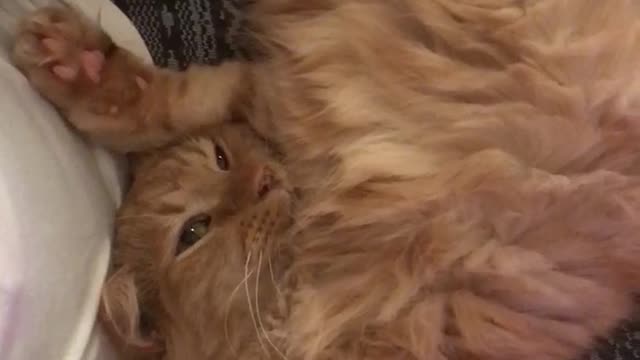 Cat gets Attention