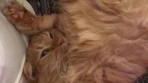 Cat gets Attention
