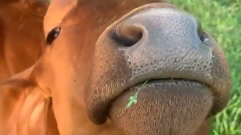 Say moo to the cow