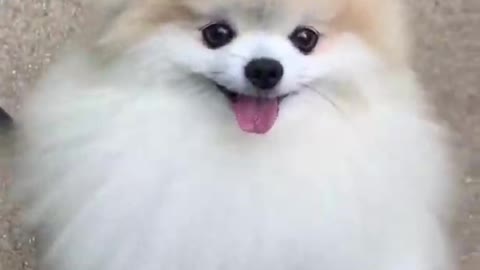 Cute dog and funny video