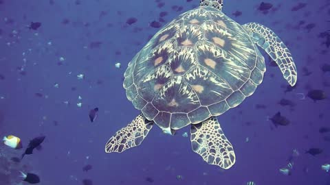 The ocean is another world ...