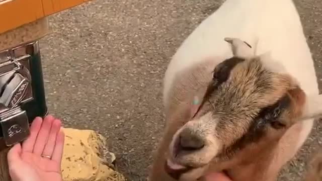 This smart goat knows what’s up! 🐐