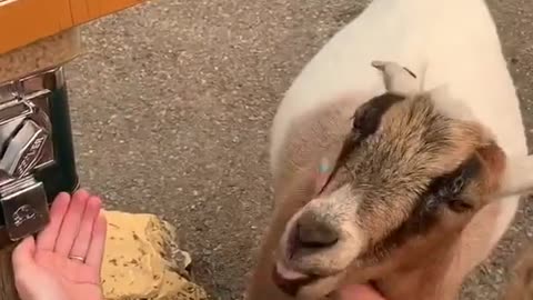 This smart goat knows what’s up! 🐐
