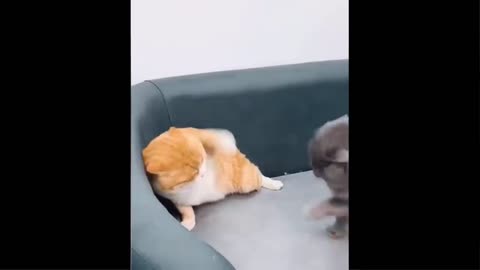 #Funniest cats 🐱 #Funniest Dogs 🐶 In 2021