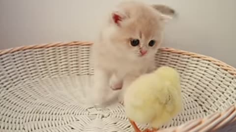 Les chatons marchent avec un petit poulet 🐈