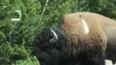 Rhinosours attack a car who moving besides on the way