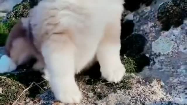 cute puppy