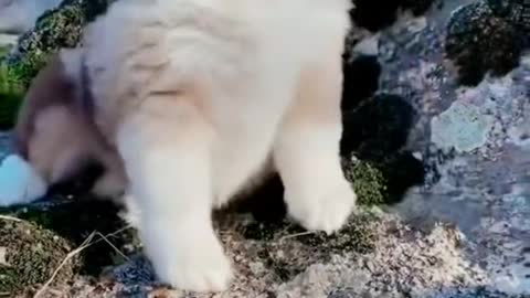 cute puppy