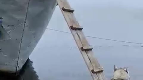 Take me Up - Husky climbs ladder to board boat with people