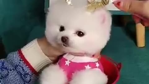Funny and Cute Dogs Videos Compilation