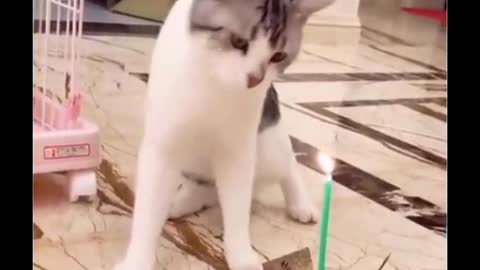 Funny Cute Cats Videos Compilation 2021